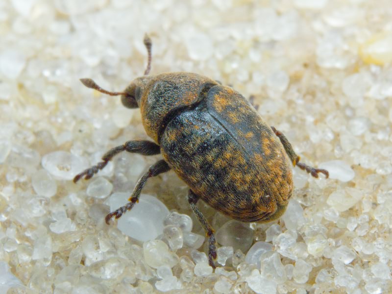 Larinus Dejean, 1821